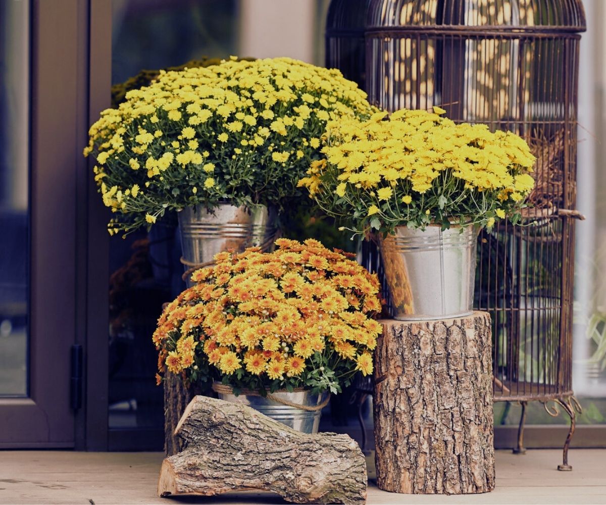 Late Summer Color