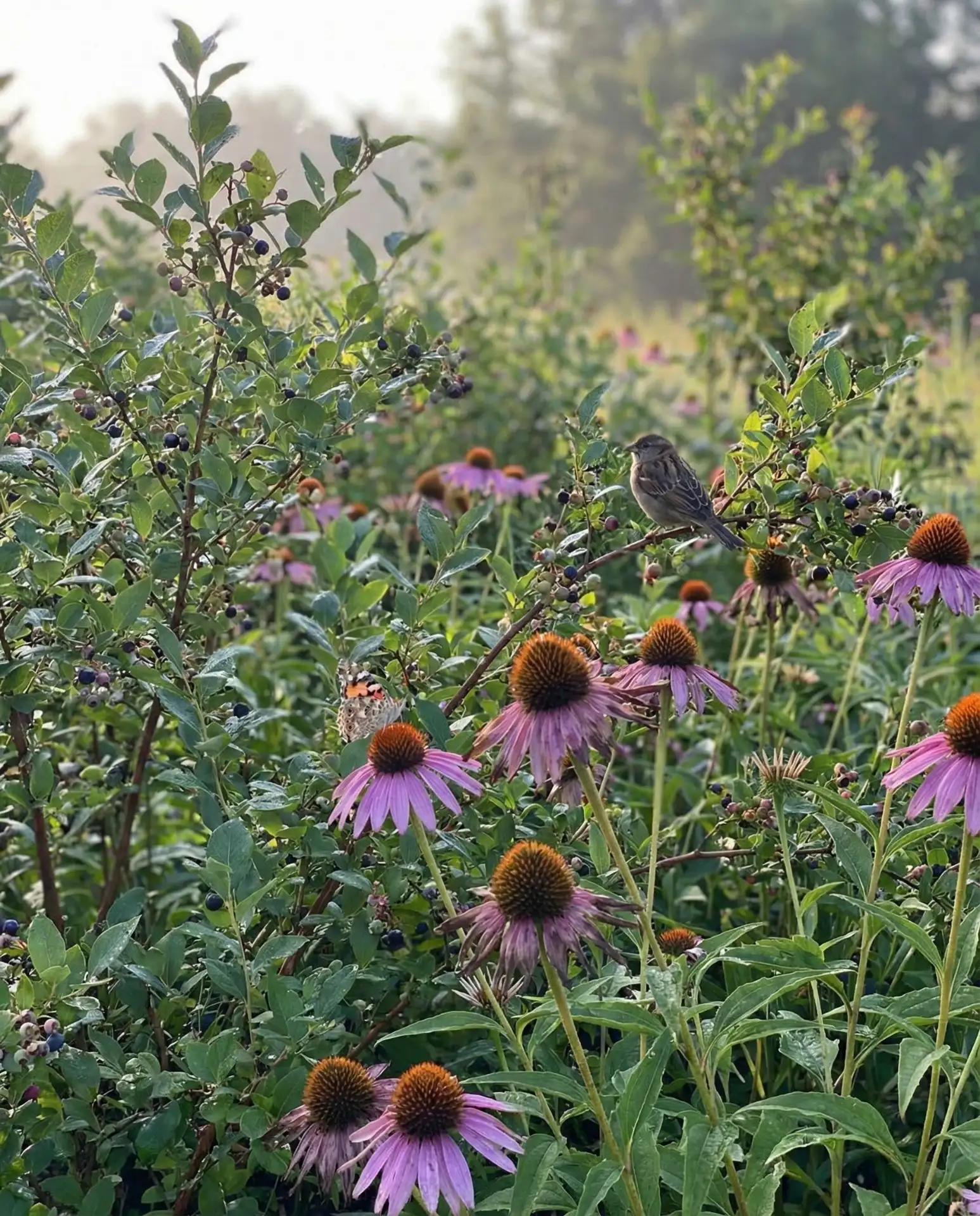 Bird and Butterfly Habitat Overlap 1