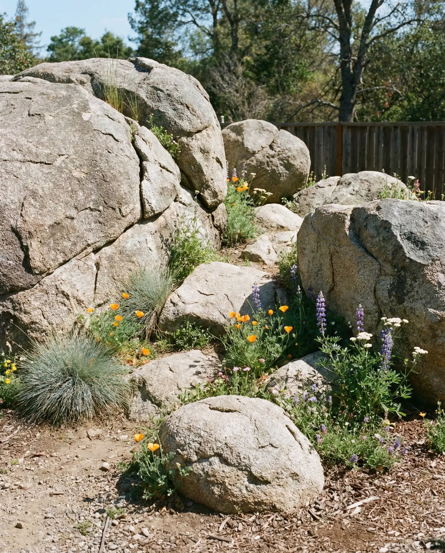 Boulder Scramble Garden with Native Plantings 1
