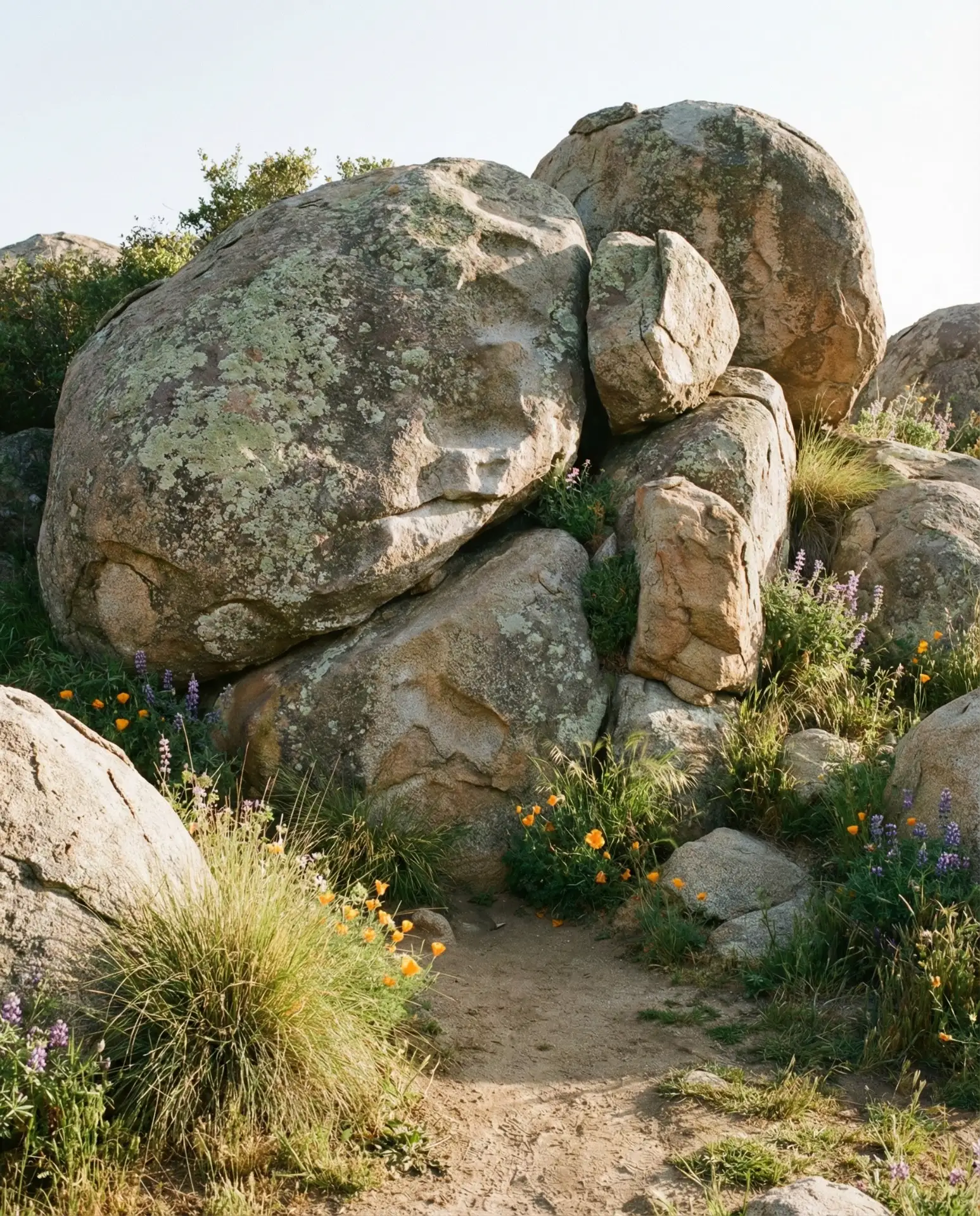 Boulder Scramble Garden with Native Plantings 2