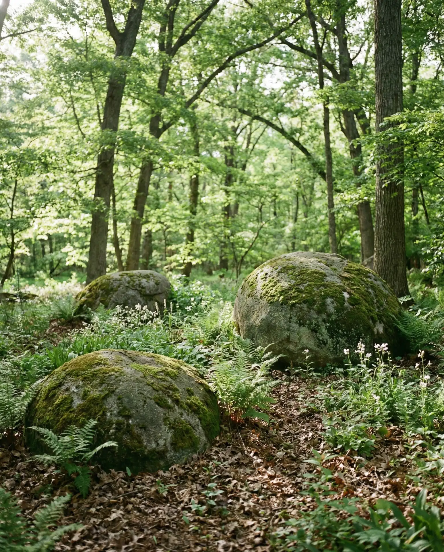 Bull Creek Boulders in Woodland Settings 2