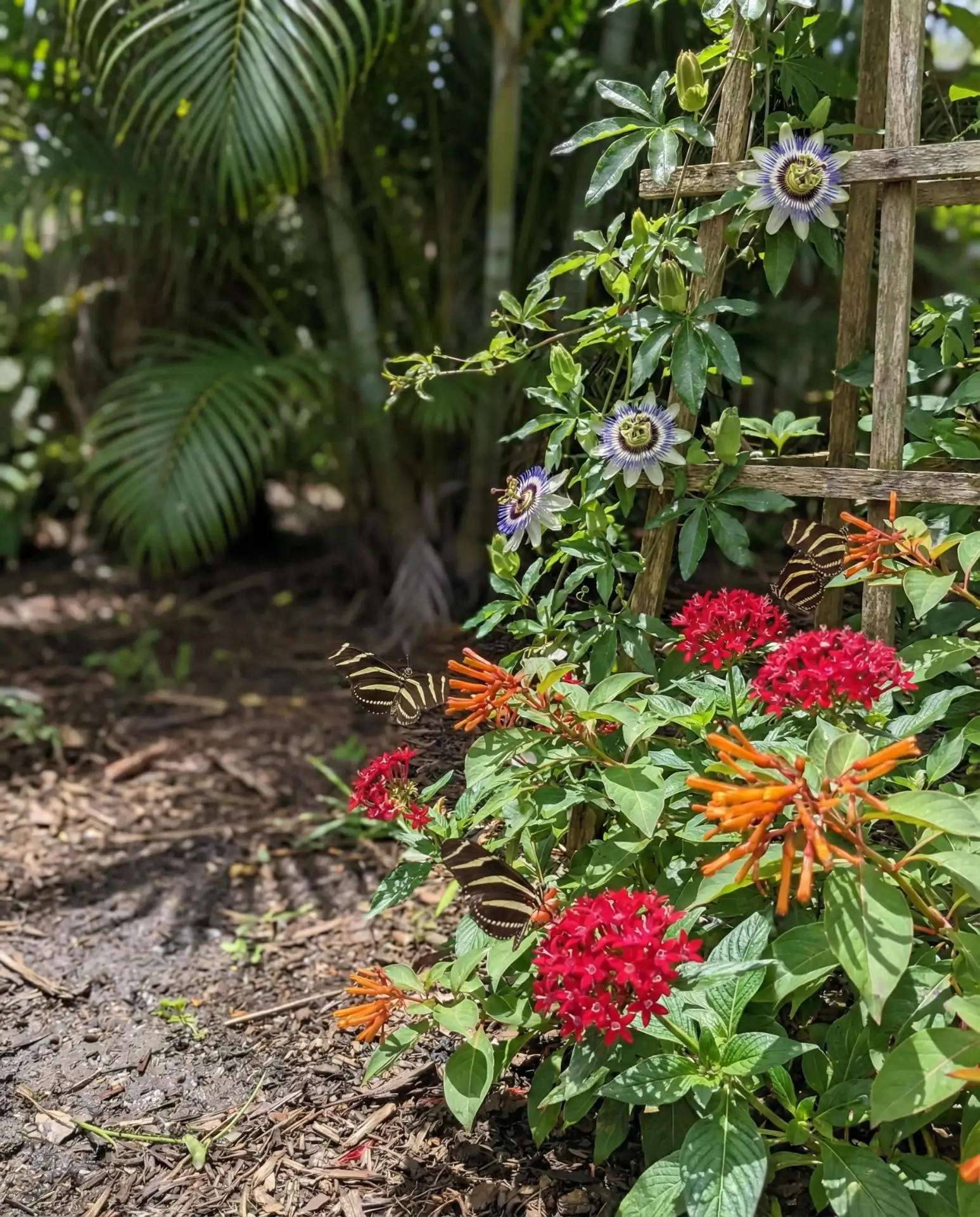 Florida-Friendly Tropical Palette 1