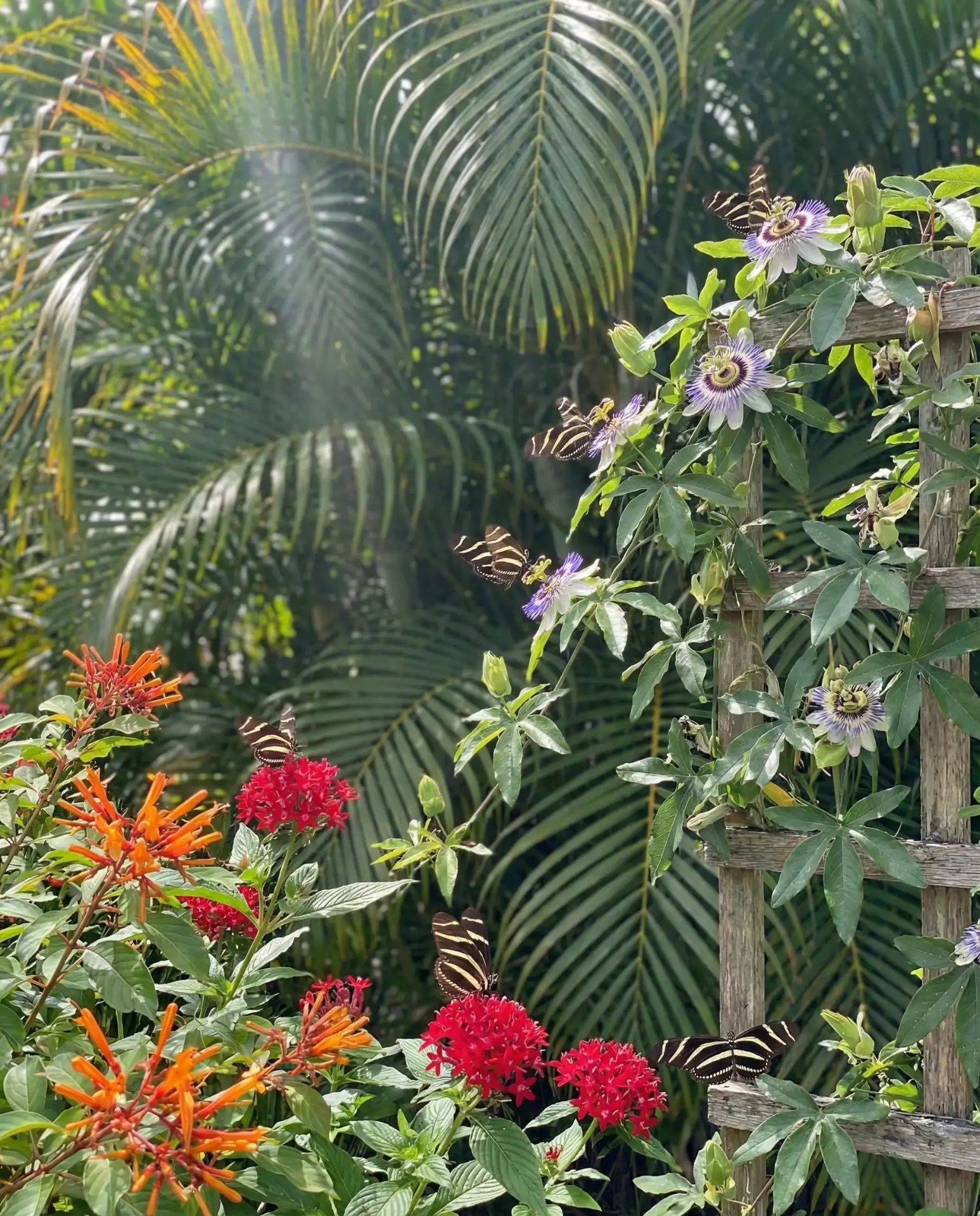 Florida-Friendly Tropical Palette 2