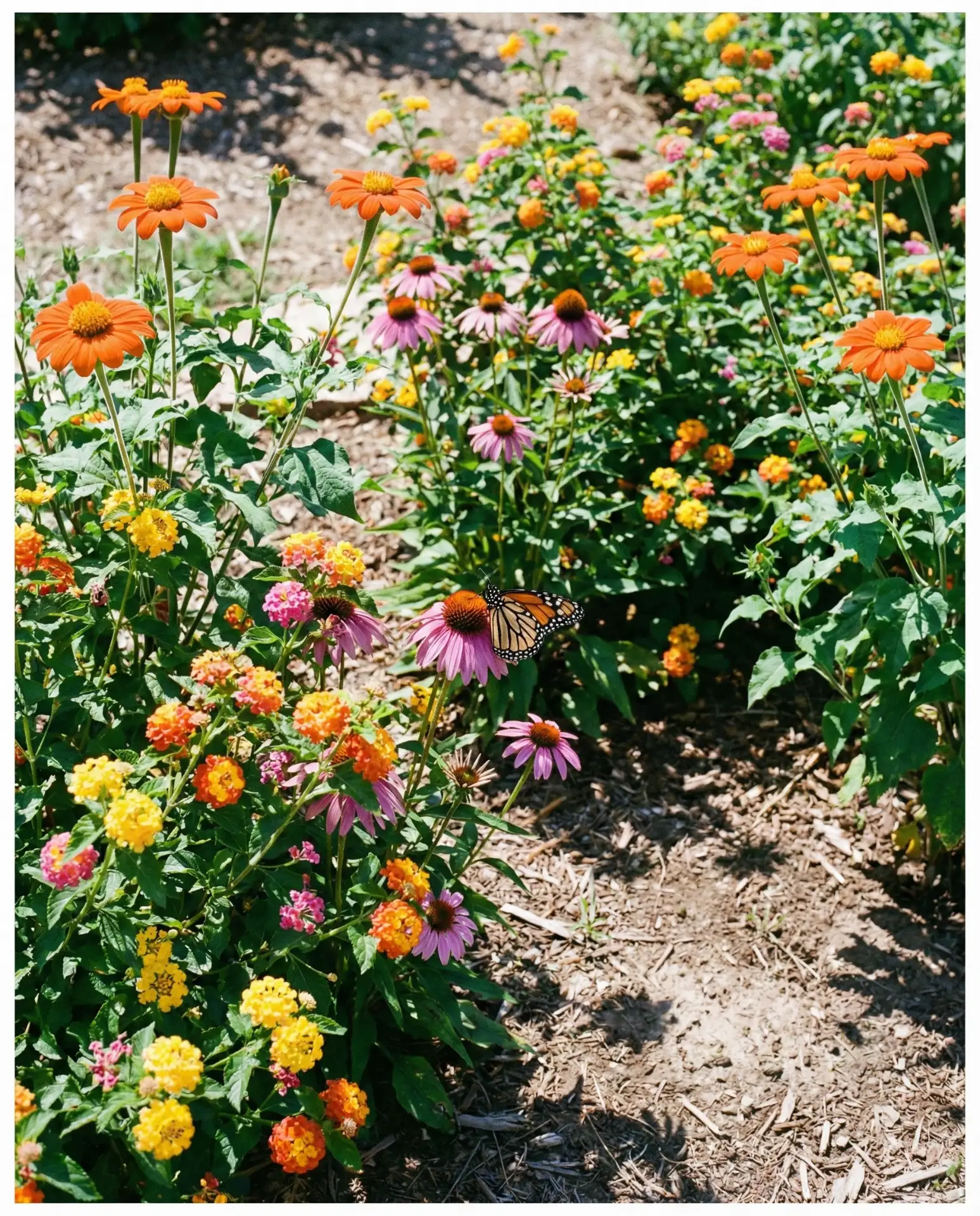 Full Sun Powerhouse Butterfly Bed 2