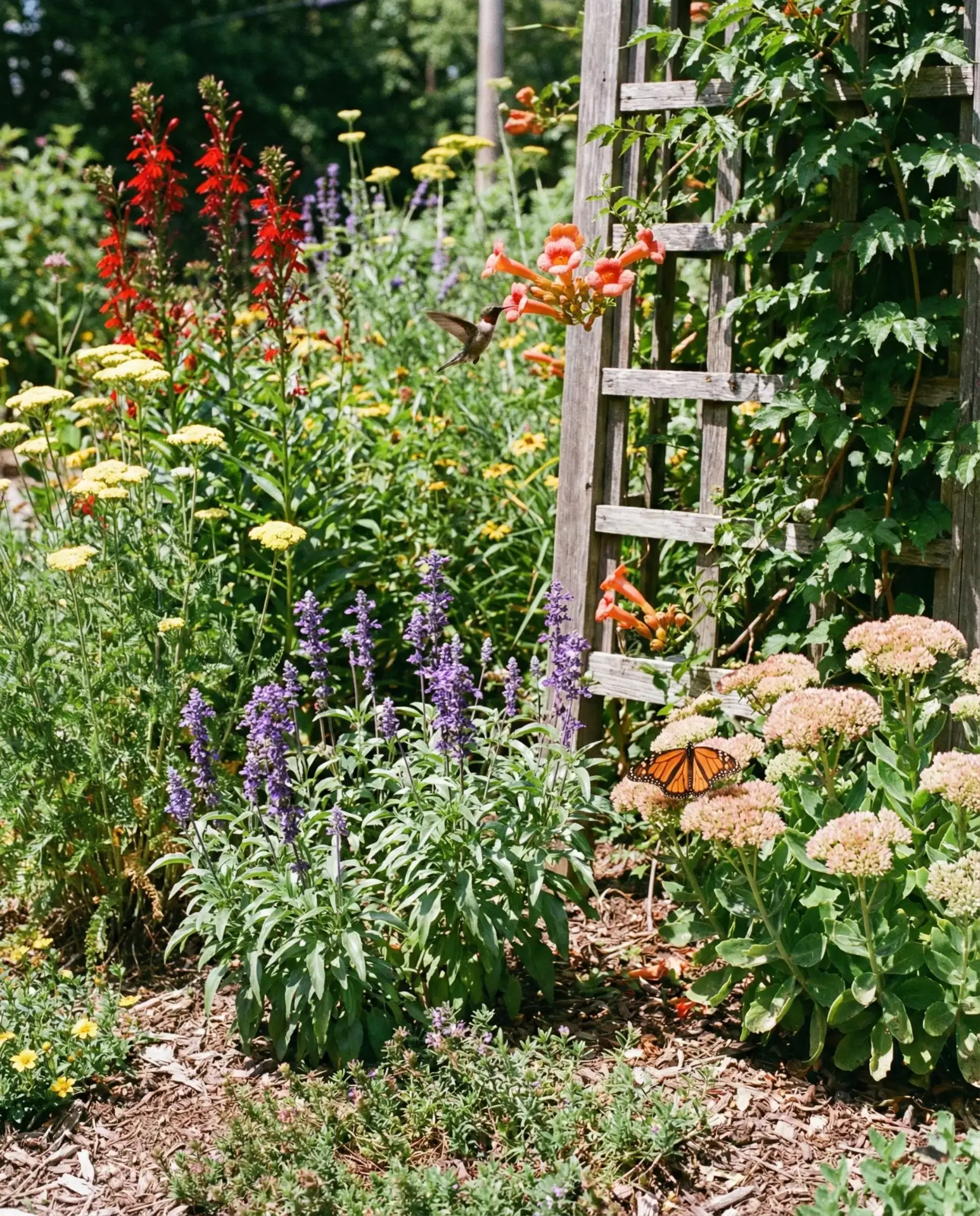 Hummingbird and Butterfly Combo Garden 2