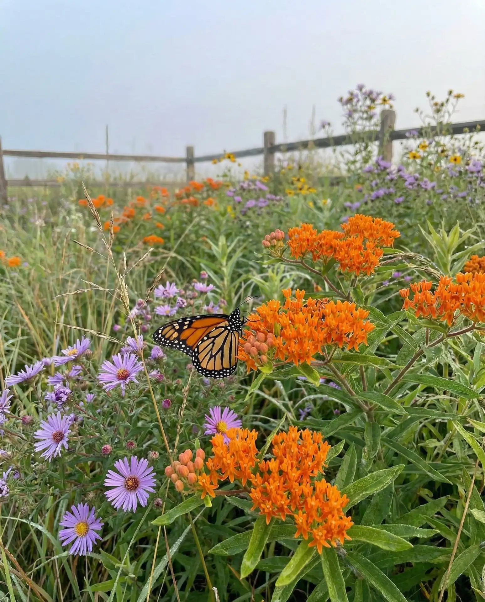 Monarch Migration Stopover Garden 2