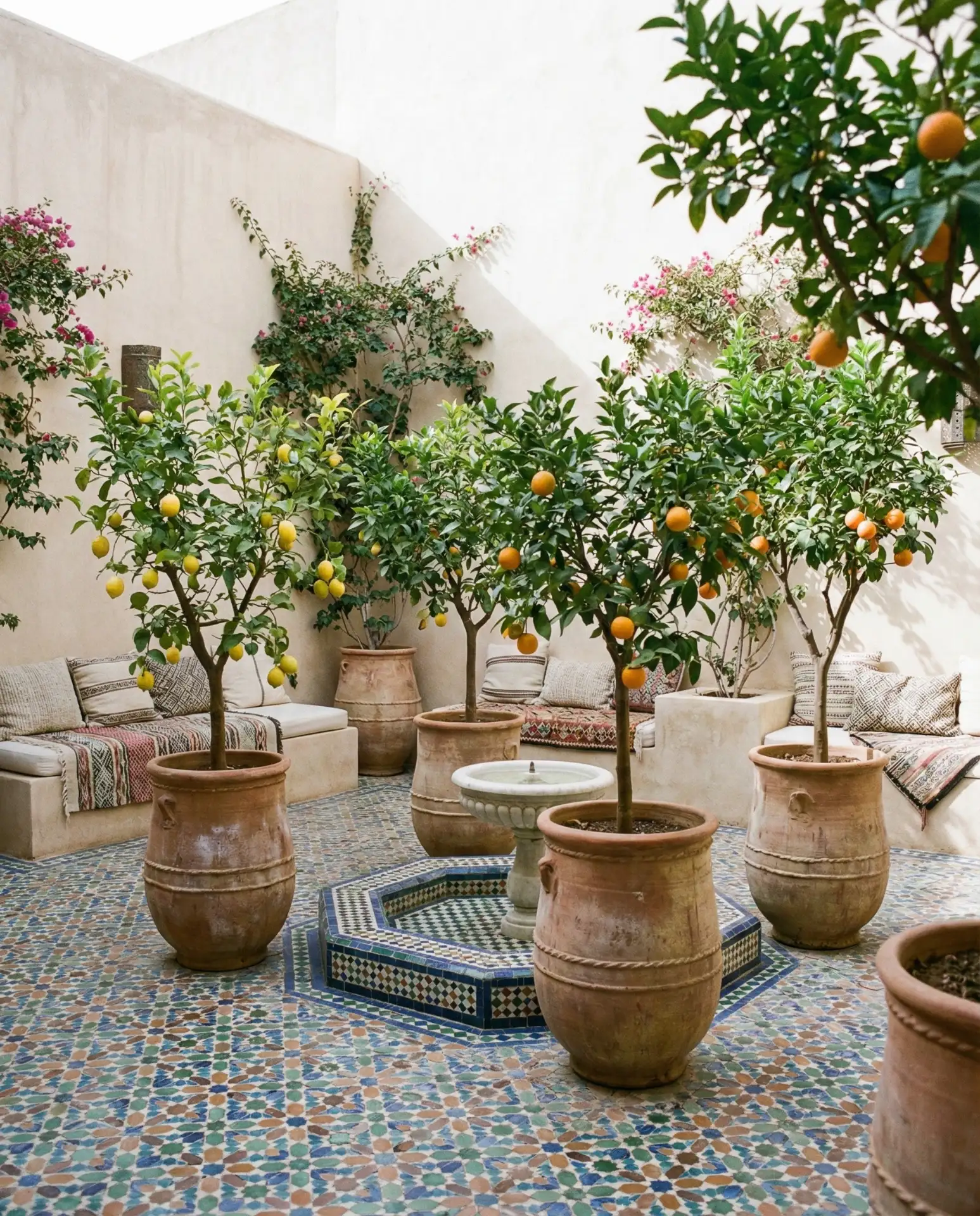 Moroccan-Tiled Courtyard with Potted Citrus 1