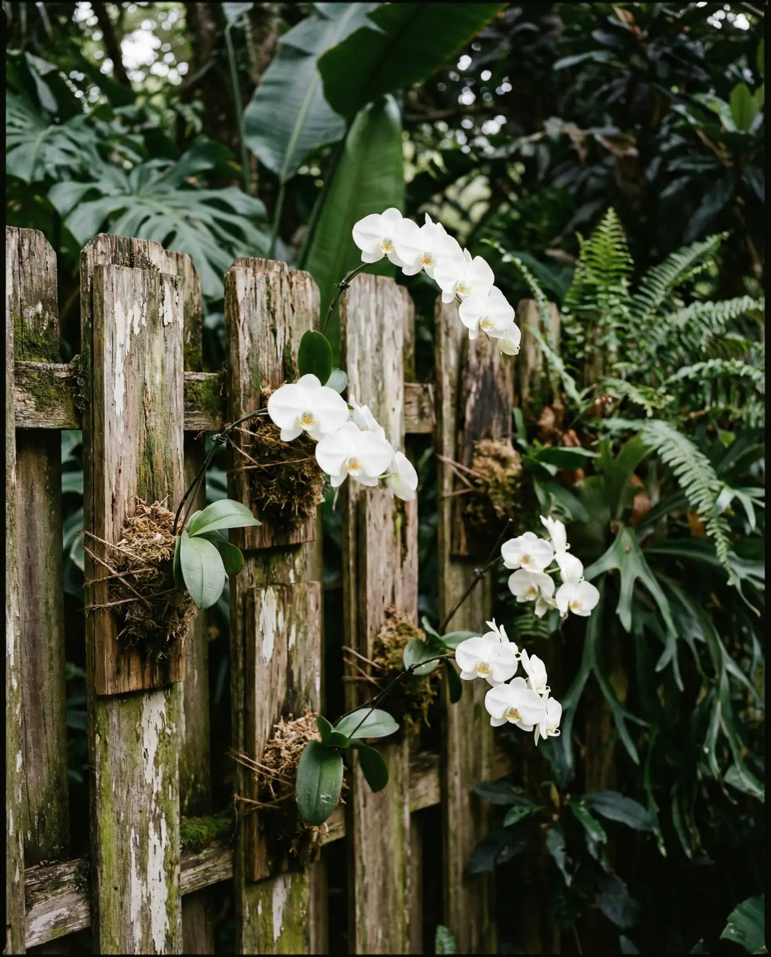Orchid Display on Weathered Wood Panels 1