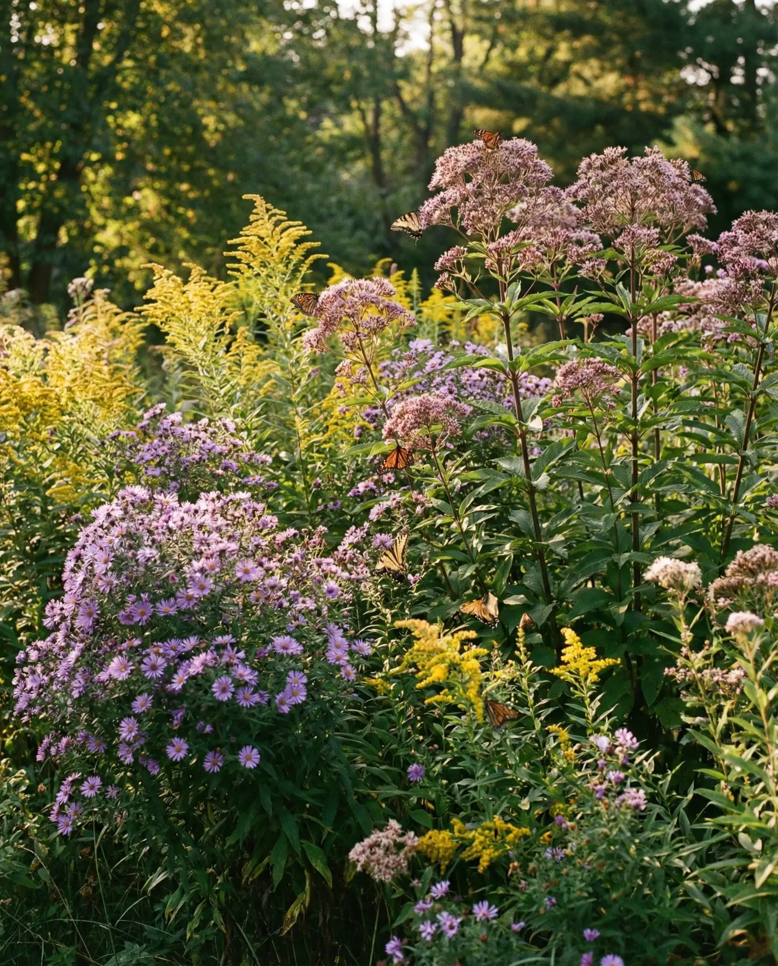 Perennial Pollinator Investment Garden 1