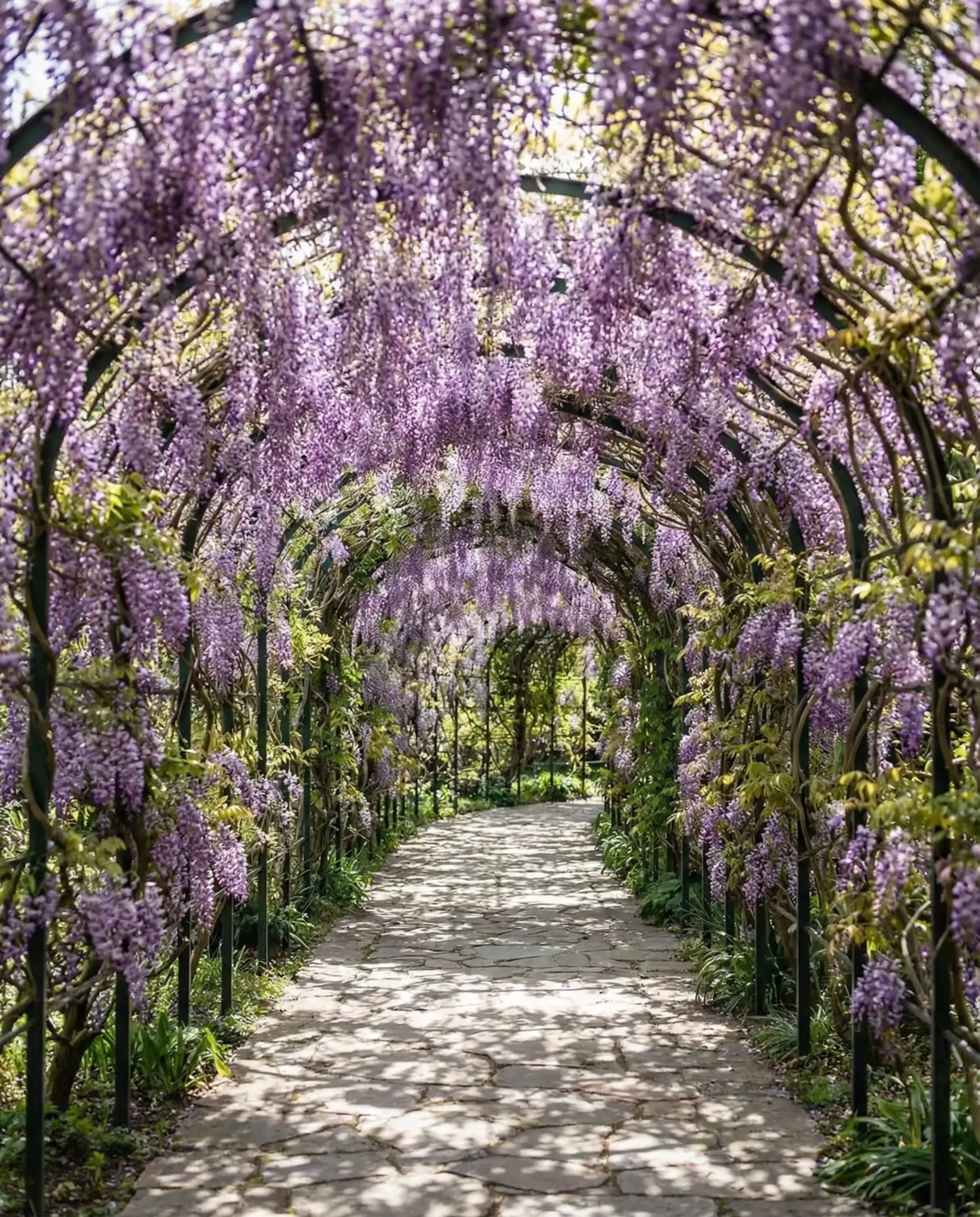 Tunnel of Hanging Wisteria 2