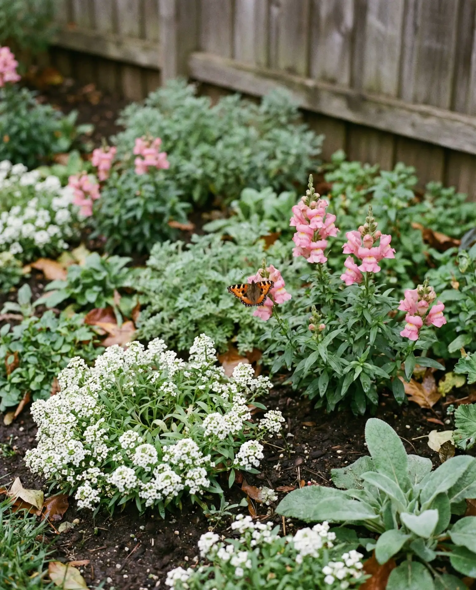 Zone 9 Year-Round Butterfly Haven 1