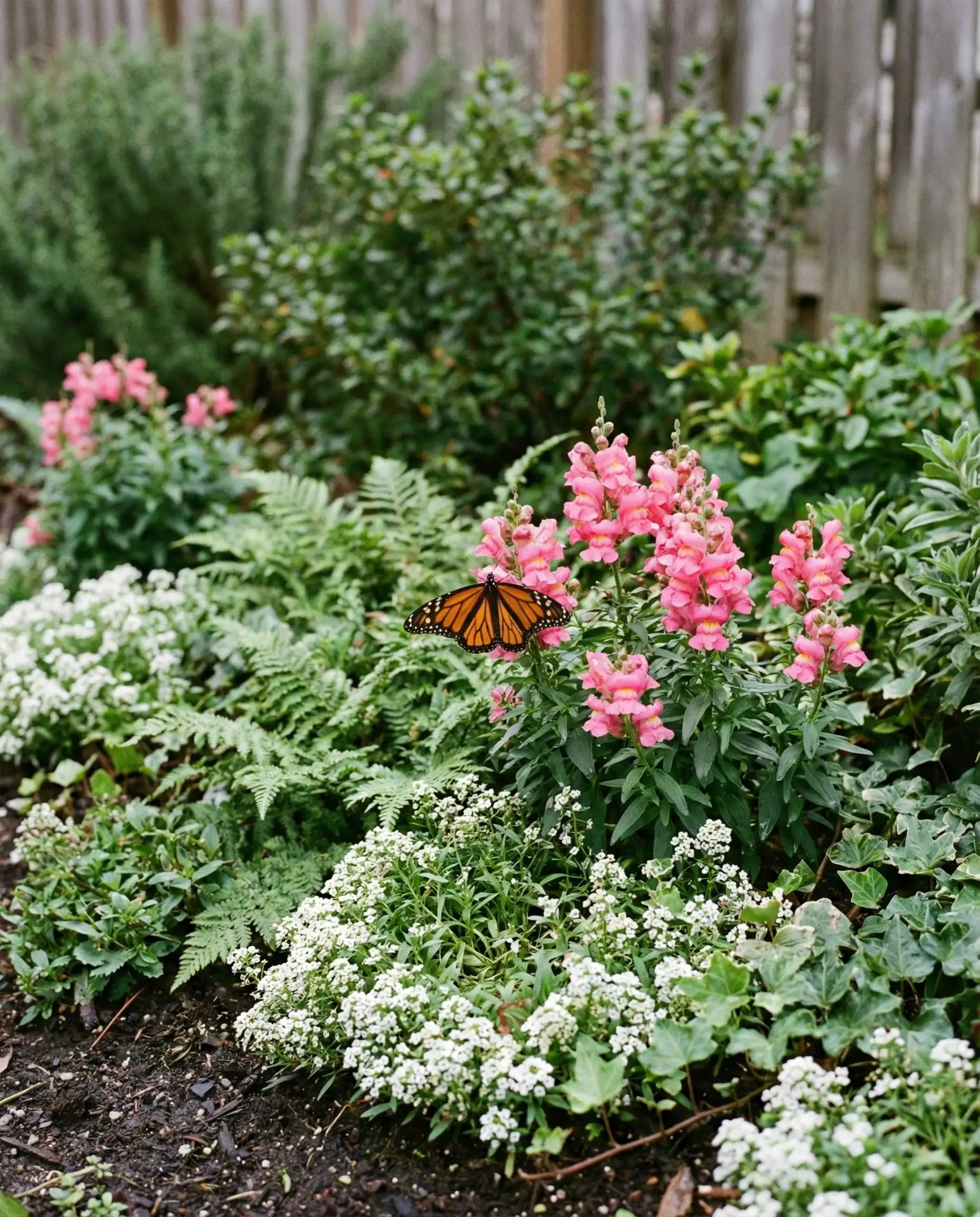 Zone 9 Year-Round Butterfly Haven 2