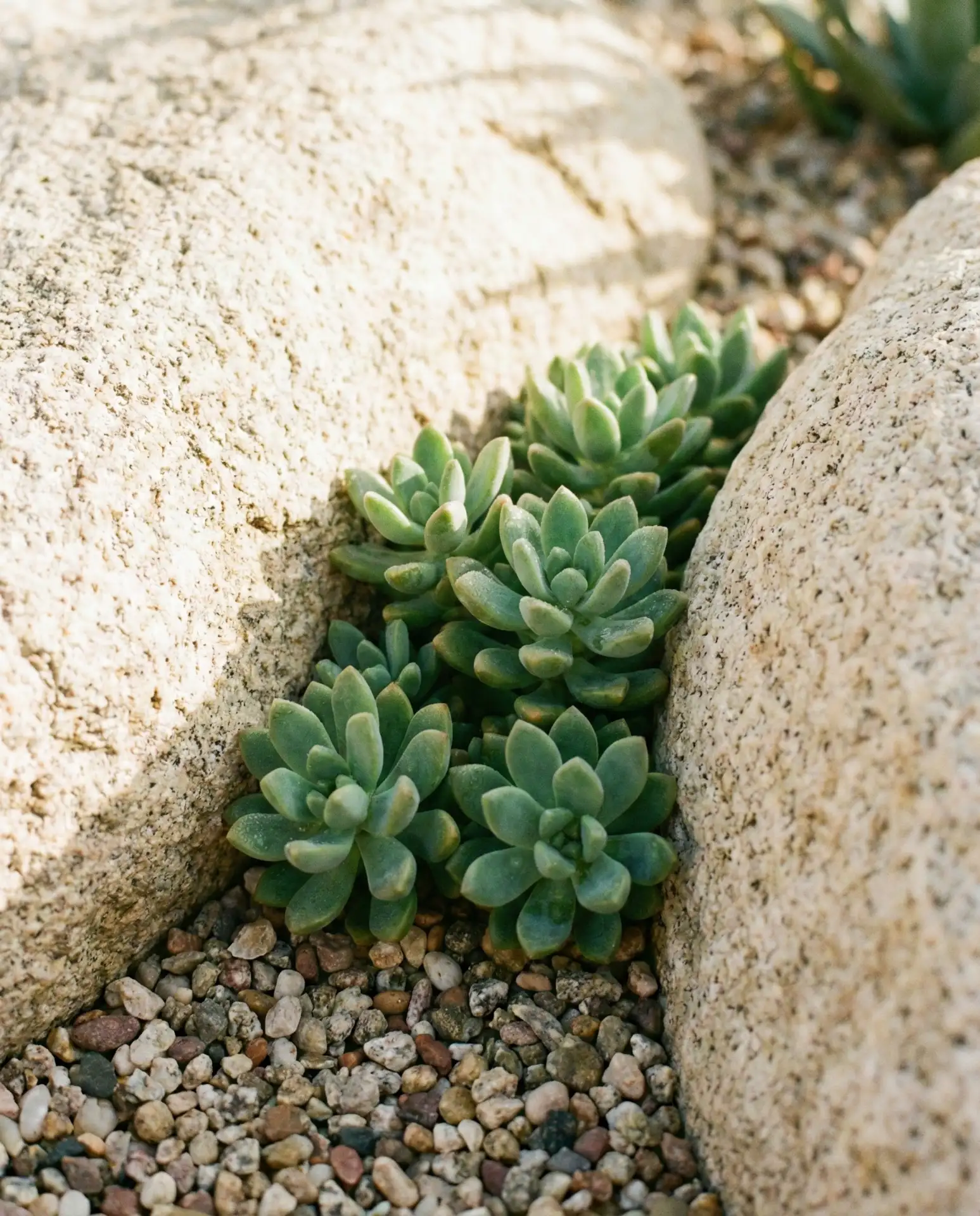 Desert Succulent Rock Garden 2