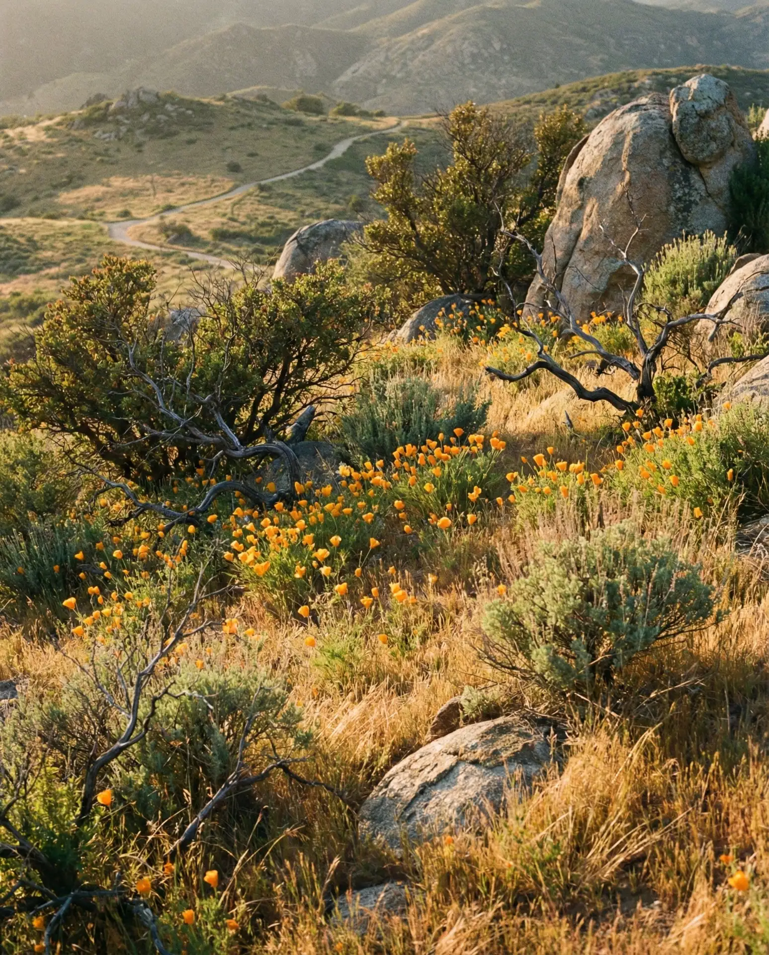 Drought-Tolerant Native Plant Rock Garden 1