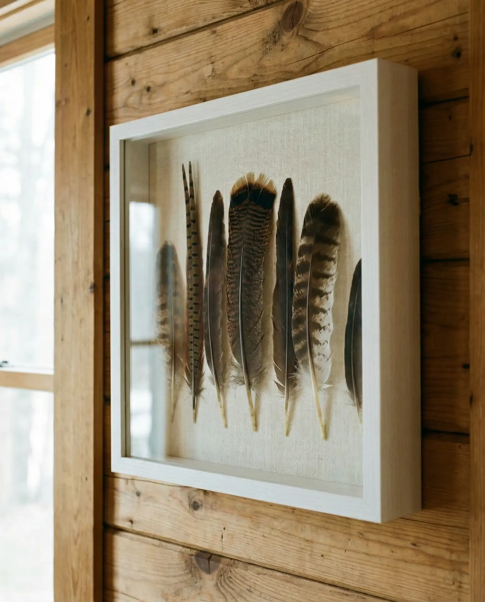 Feather and Natural Specimen Collection 1