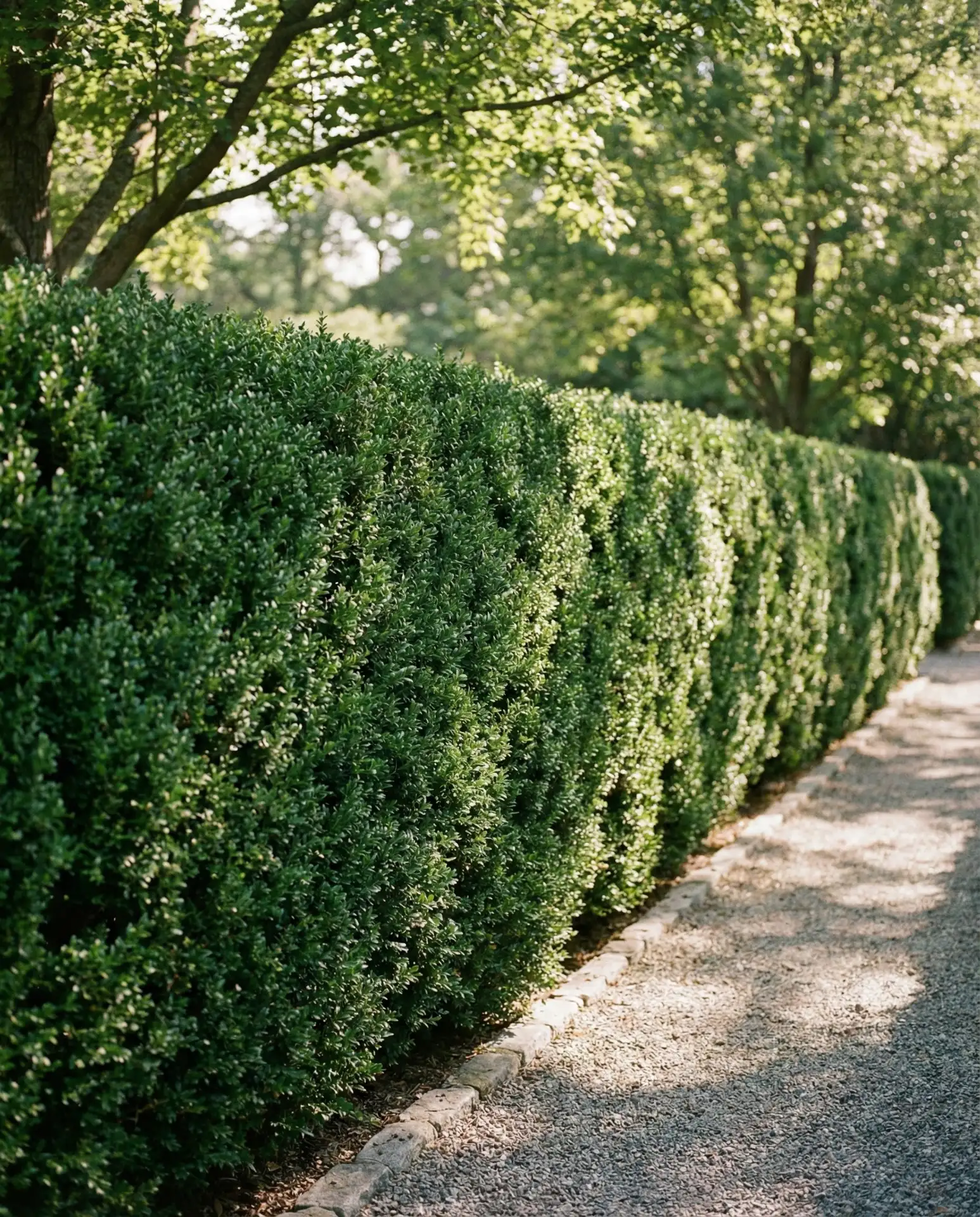Living Green Hedge Wall 1