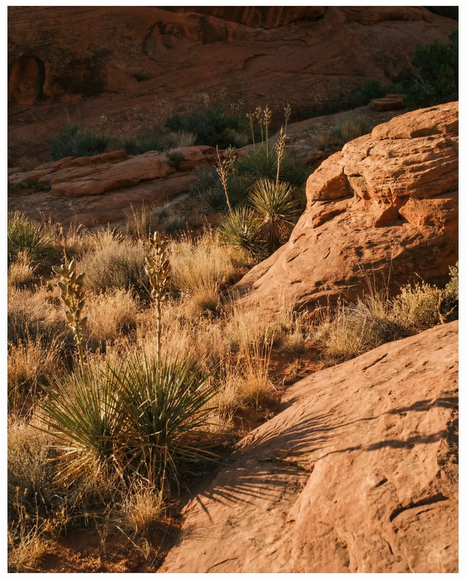 Red Rock Southwestern Garden 2