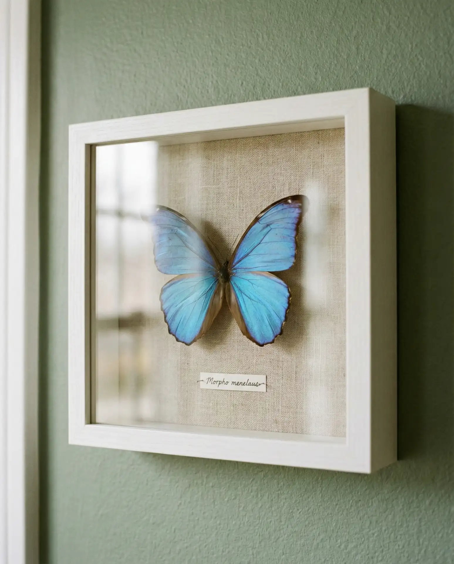 Three-Dimensional Butterfly Specimen Art 1