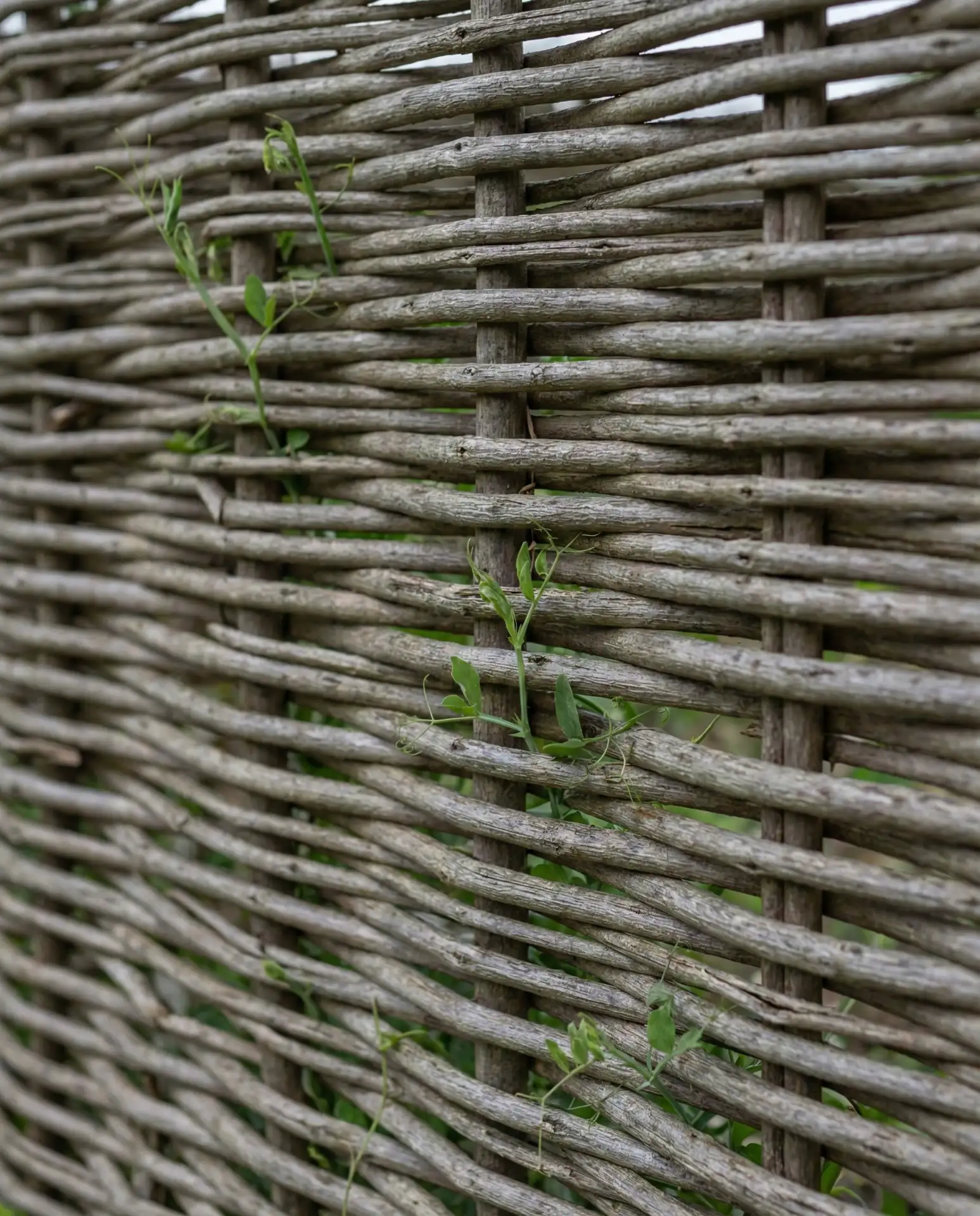 Woven Willow Natural Hurdle 1