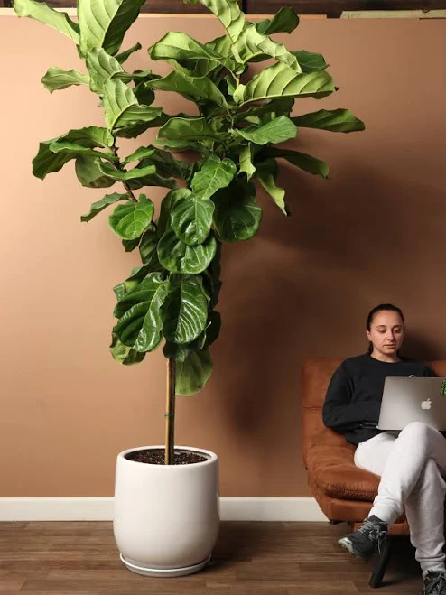 7-10FT Fiddle Leaf Fig