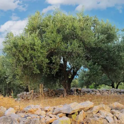 National Plant Network Olive Tree