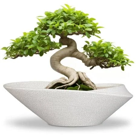 12 Inch Bonsai Pot, Ceramic Shallow Planter Bowl with Drainage for Indoor Plants