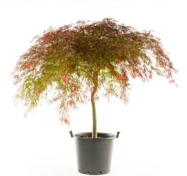 3 gal. Crimson Queen Dwarf Japanese Maple Tree