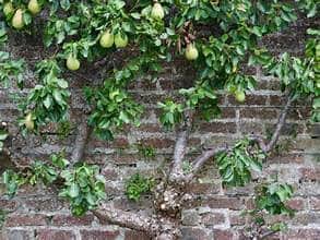 3 Tier Espaliered Combination European Pear Bare-root