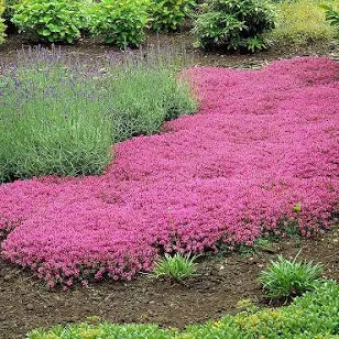 American Meadows Creeping Thyme Plant