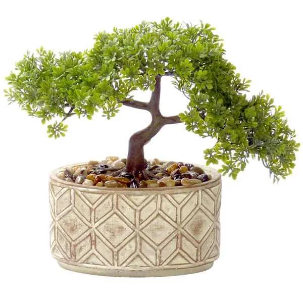 At Home Bonsai Tree