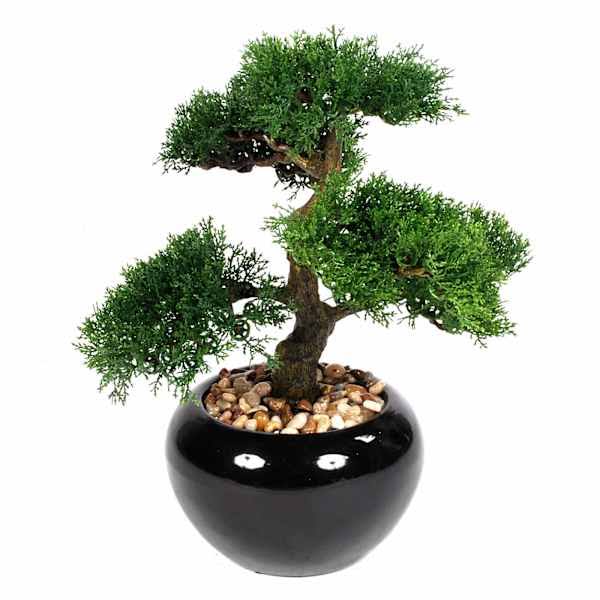 At Home Bonsai Tree Plant
