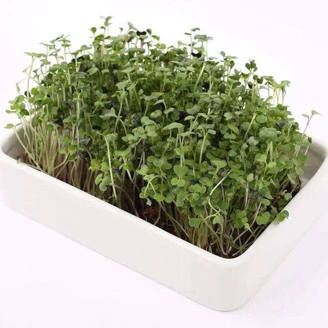 Back to The Roots Ceramic Microgreen Grow Tray