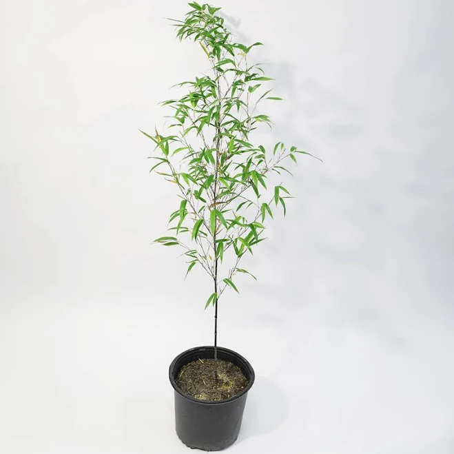 Black Bamboo 2 Gallon (2'-3' Tall) - Multi Cane