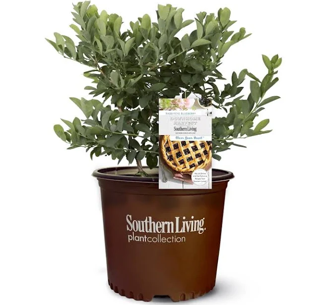 Bless Your Heart Blueberry 2.5 Quart Pot