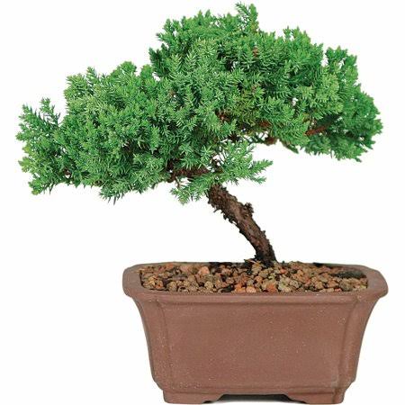 Brussel's Green Mound Juniper Outdoor Bonsai Tree
