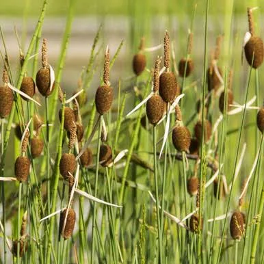 Dwarf Cattail Hardy Bog Plant for Ponds