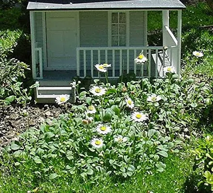 Hirt's Gardens World's Smallest Daisy Fairy Garden Plant