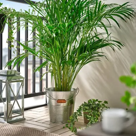 IKEA KORKGRAN bucket/plant pot