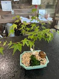 Kiyohime Japanese Maple - Medium Ceramic Pot