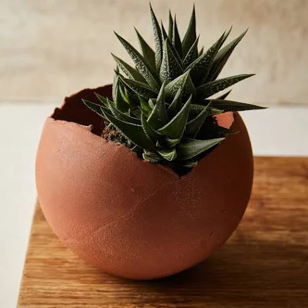 Large Terracotta Ceramic Planter Pot for Indoor, Succulent Planter, Egg Shape Po