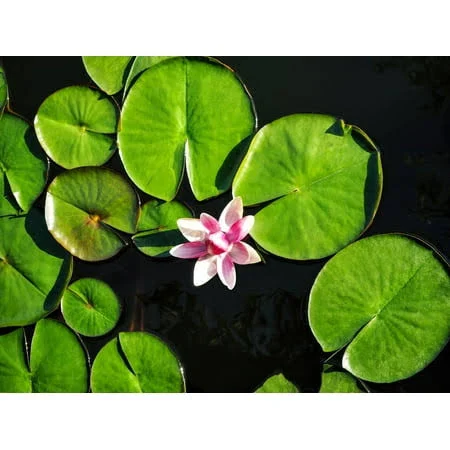 Lily Pad Plant