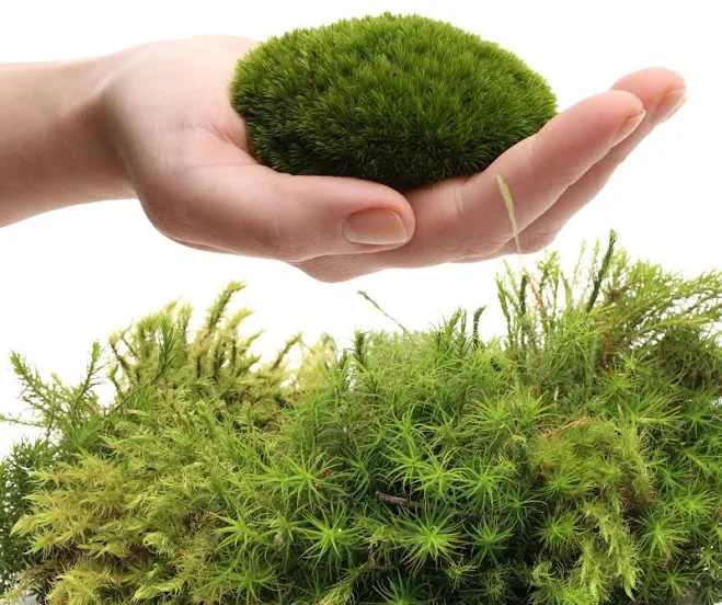 Live Moss Plants for Terrarium Use (Variety Pack)