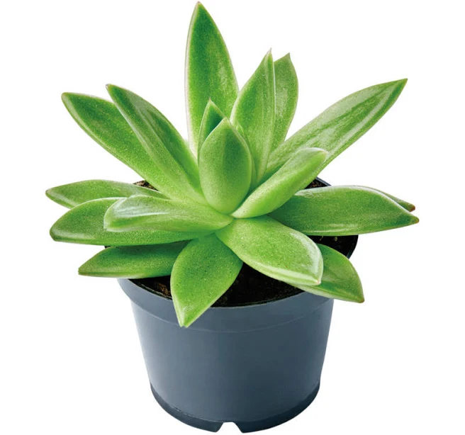 Mini Succulent - Assorted Varieties