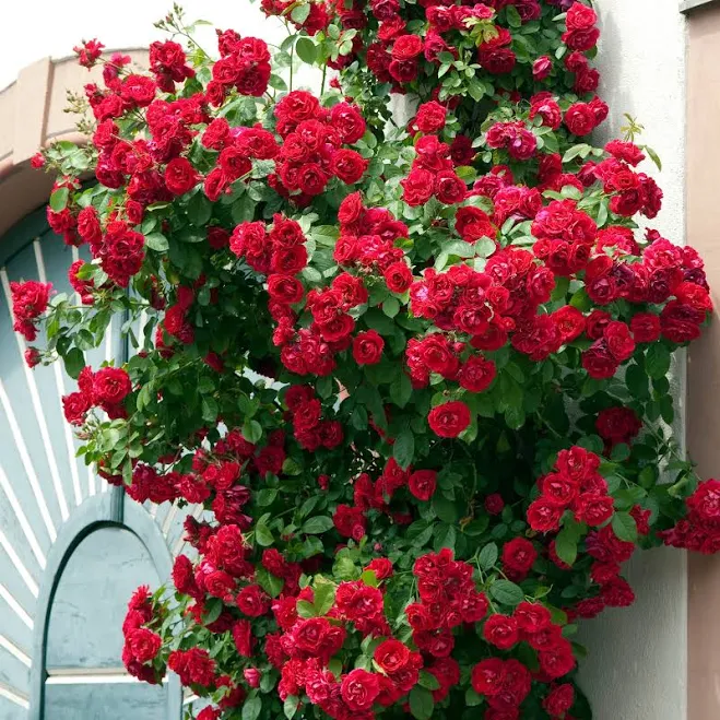 National Plant Network Red Blaze Climbing Rose