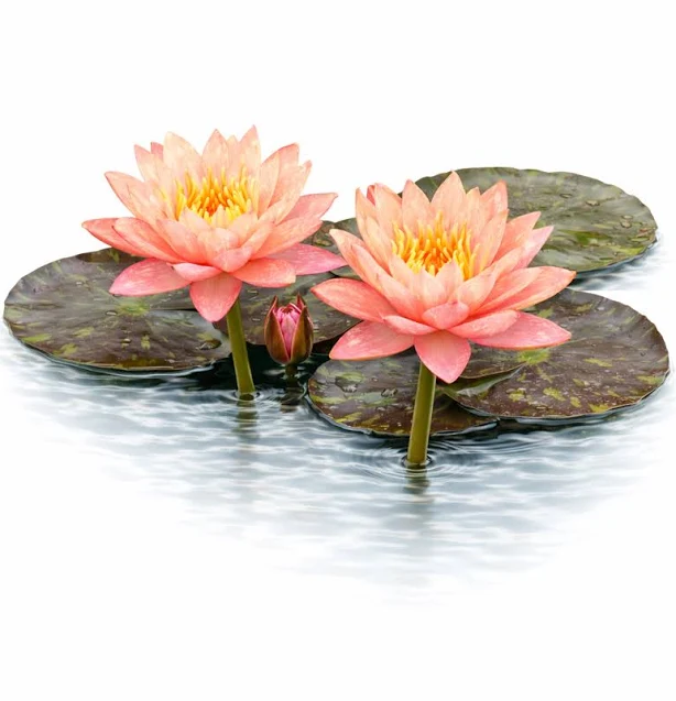 Nymphaea Wanvisa Hardy Water Lily