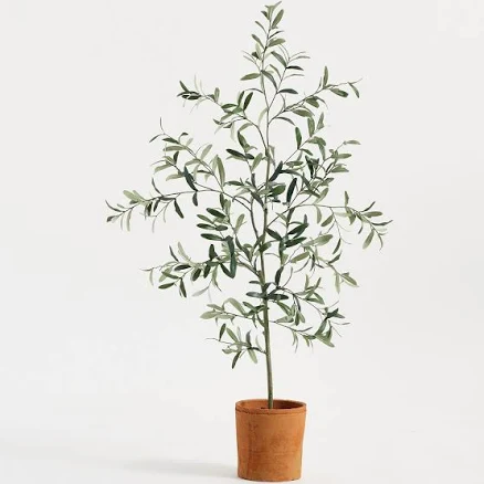 Pottery Barn Potted Olive Tree
