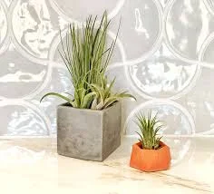 Square Concrete Planters — The Little Shop of Horticulture