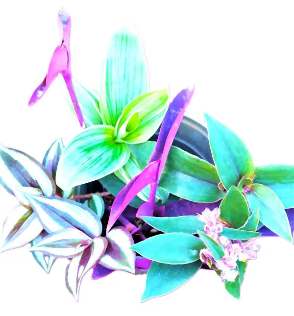 Trailing Tradescantia Collection - 4 Live Varieties - Wandering Jew Houseplants 