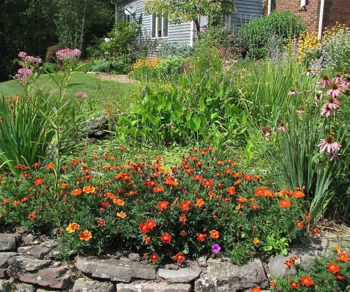 15 Easy Butterfly Garden Ideas & Butterfly Garden Guide