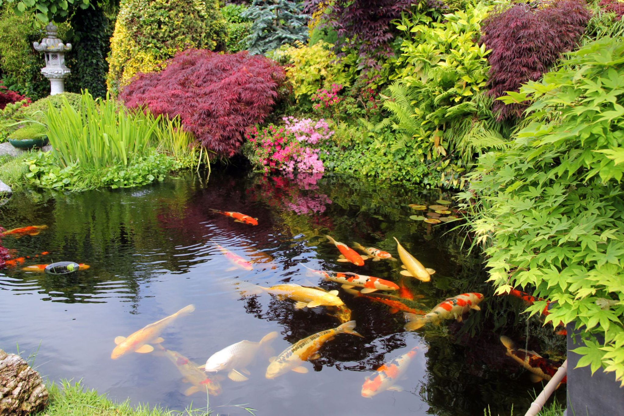 16 Garden Pond Building Tips